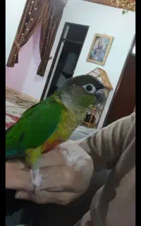 طوطی گرینچیک