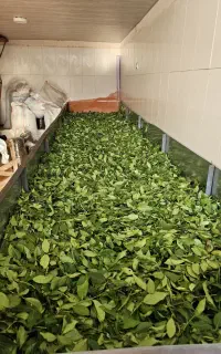 فروش چای دستی با بهترین کیفیت