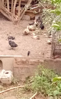 فروش اردک محلی