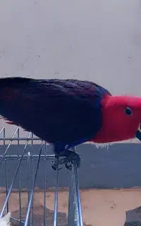 سلام جوجه اکلکتوس چهار ماهه