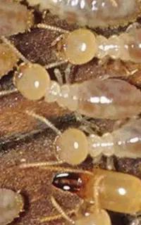 سمپاشی تخصصی سوسک موریانه ساس سم پاشی مو‌ش