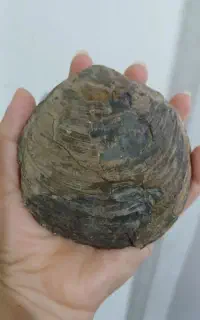 فسیل صدف دوکفه ای