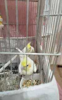 عروس هلندی دستی وسخنگو باقفس