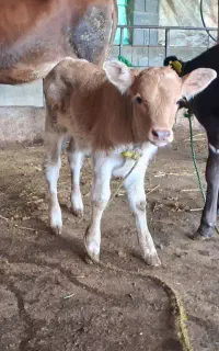 ورزا کوله شیر خوار چالوسی