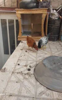 ۲عدد جوجه ۴ماهه ۹۰۰۰۰۰