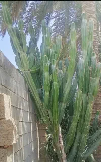 کاکتوس