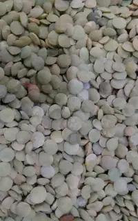 عدسی درجه یک