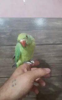 طو‌طی‌ملنگو