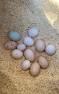 تخم نطفه دار