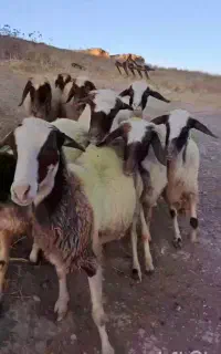 ۱۰راس گوسفند شک