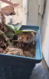 بچه همستر قهوەای زیبا