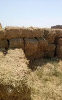 یونجه کیلویی3700000