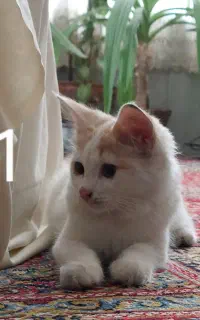 واگذاری بچه گربه و گربه بالغ