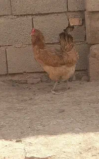 مرغ تخم گذار