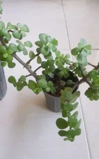 گل زیبای خرفه ایی