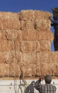 خرید و فروش کلش گندم وجو