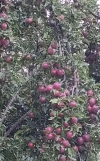 الوچه زر شما را خریدا