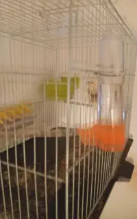معاوضه با پرنده