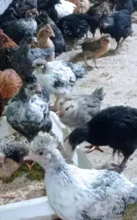 جوجه بومی 45 روزه