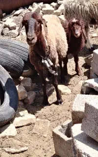 میش و بره افشاری