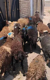 بره نر پای پروار سبک وزن