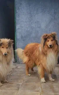 واگذاری سگ نژاد راف کالی