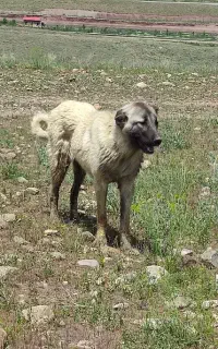 سگ کانگال