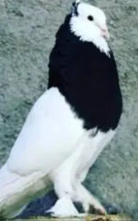 عروس هلندی