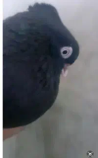 جفت زاغ ابادانی