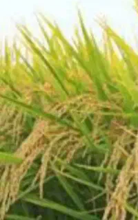 فروش ۲۰۰کیلو برنج صحنه