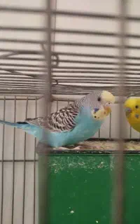 یک جفت مرغ عشق