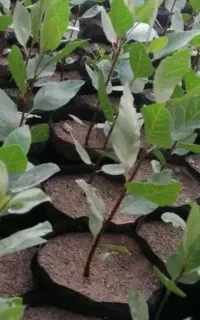 نهال پسته ۲ ماه مناسب برای بهار