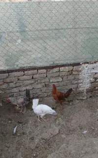 تعداد۱۰عدد خروس گلین