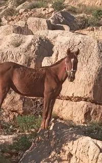 کره مادیون یک ساله