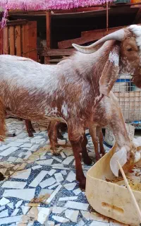 پازن گوشتی