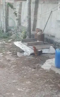 جوجه گلین لری
