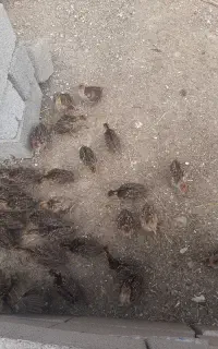 جوجه بوقلمون