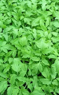نشاع  گوجه