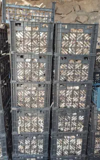 سیر فروش عمده