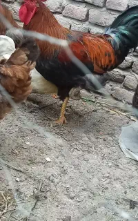 مرغ وخروس تخم گذار