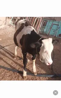 نر گاو سیمینتال