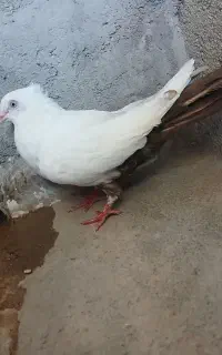 کبوتر