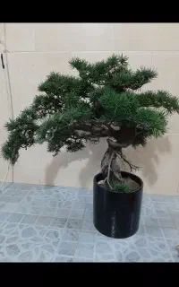 درختچه مصنوعی مدل جاویدان
