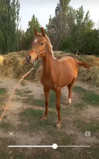 کره اسب نریان۱۴ماهه دوسرعرب