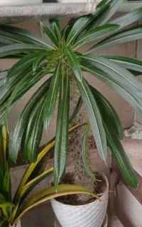 تعدادی گل