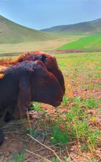 تعدادی بره نرهترو به فروش میرسد
