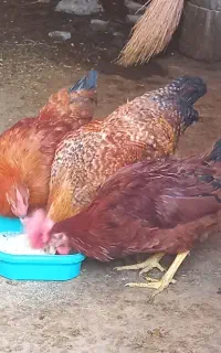 سه عدد خروس محلی