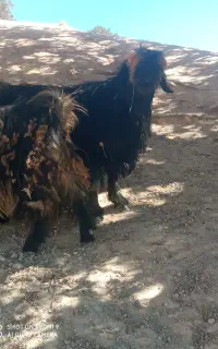 بده تخمی