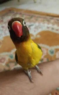 طوطی برزیلی