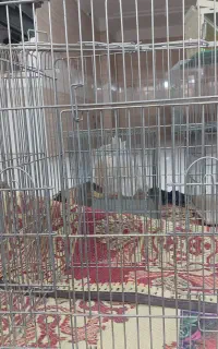 فروش قفس
